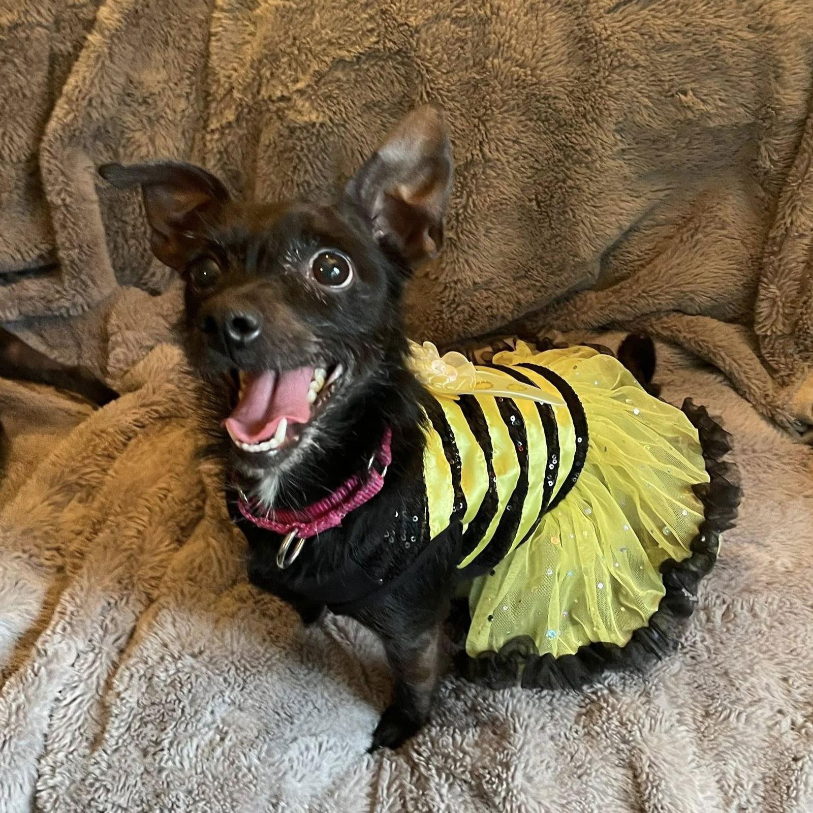 Suzy Q, Adoptable, Adult Female Chihuahua.