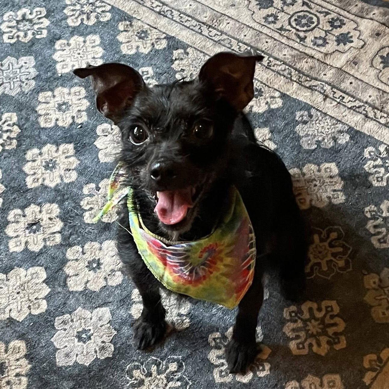 Enlarge Suzy Q, a Adoptable Chihuahua in Rochester, NY image 3/3