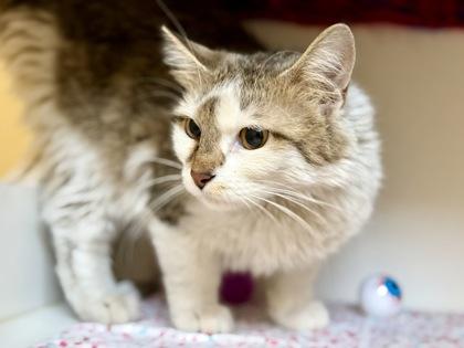 Scalawag, ADOPTABLE, Adult Female Domestic Medium Hair.