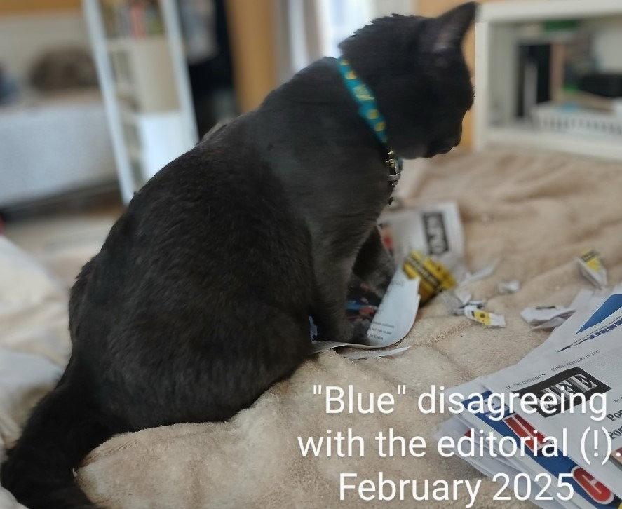 EG - Blue, a Adoptable mixed breed in Battle Ground, WA image 1/3