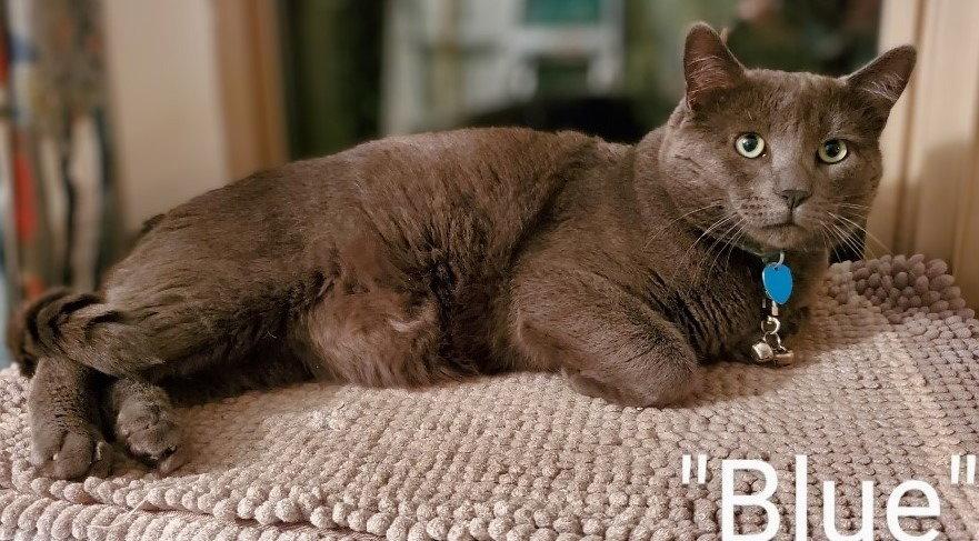 EG - Blue, a Adoptable mixed breed in Battle Ground, WA image 2/3
