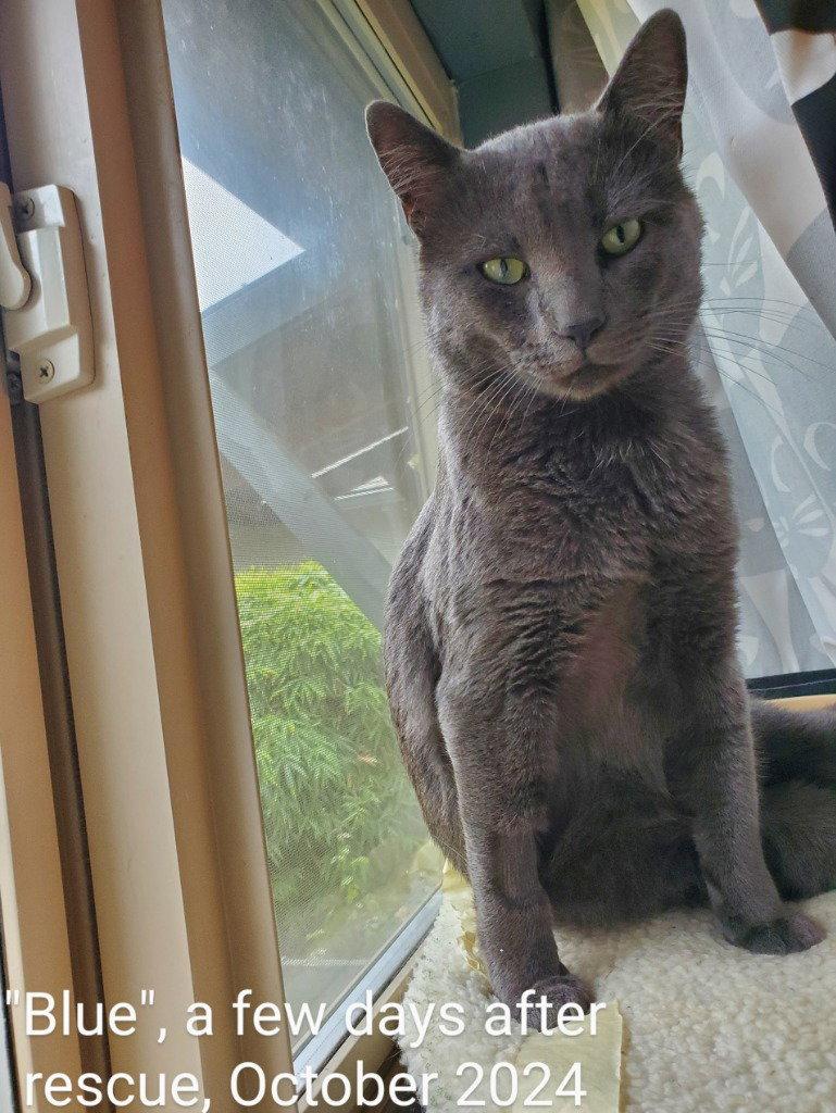 EG - Blue, a Adoptable mixed breed in Battle Ground, WA image 3/3