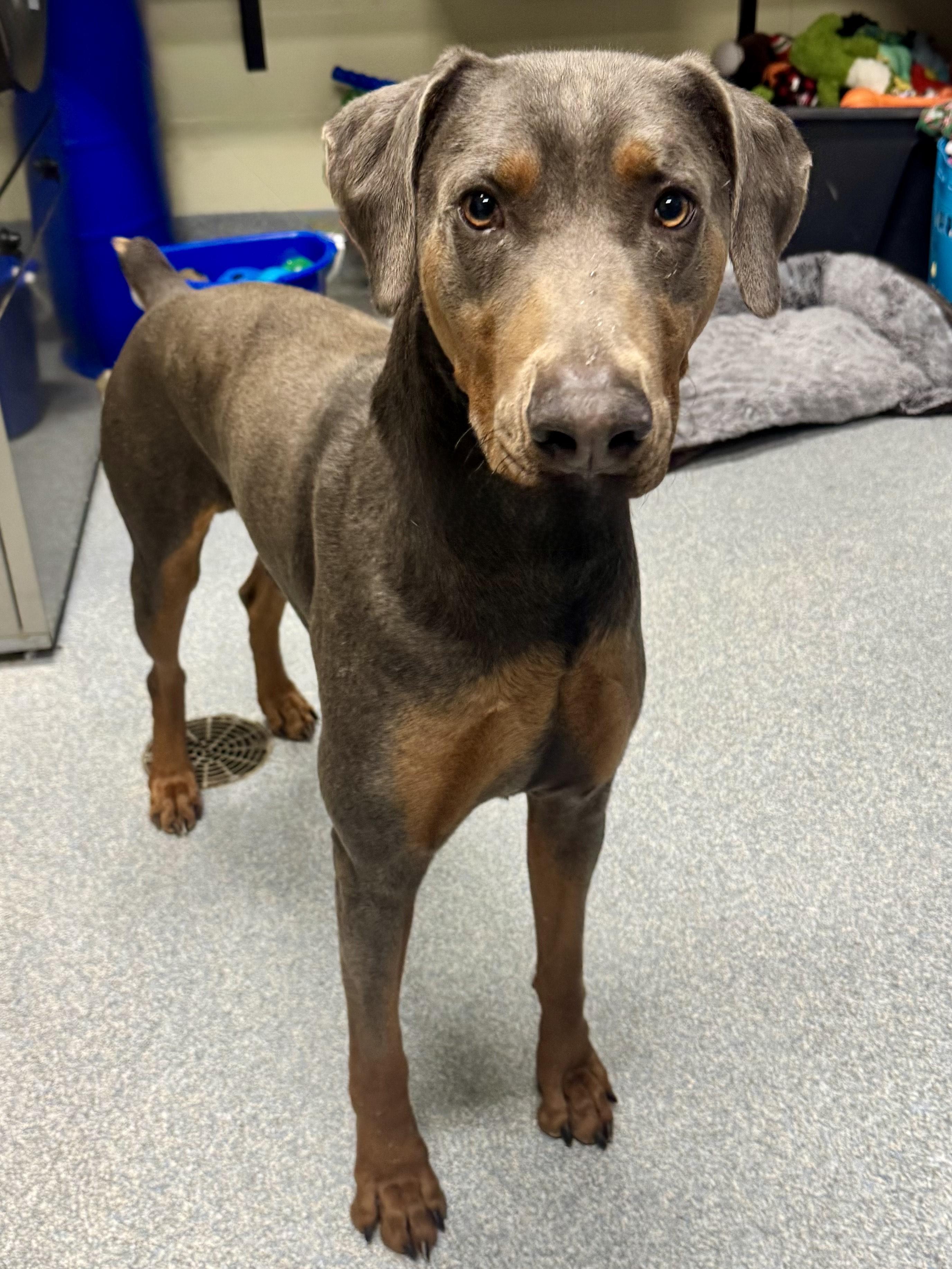 Enlarge Thor, an adopted Doberman Pinscher in St. Joseph, MI image 1/1