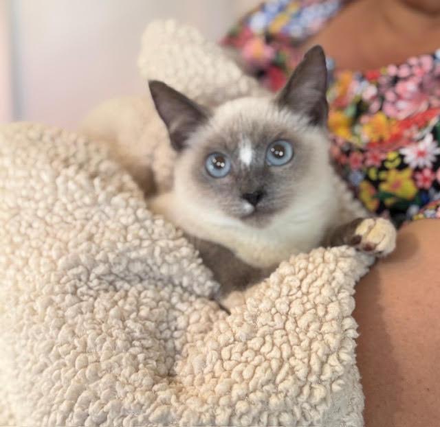 Kai, adopted, Kitten Female Siamese.