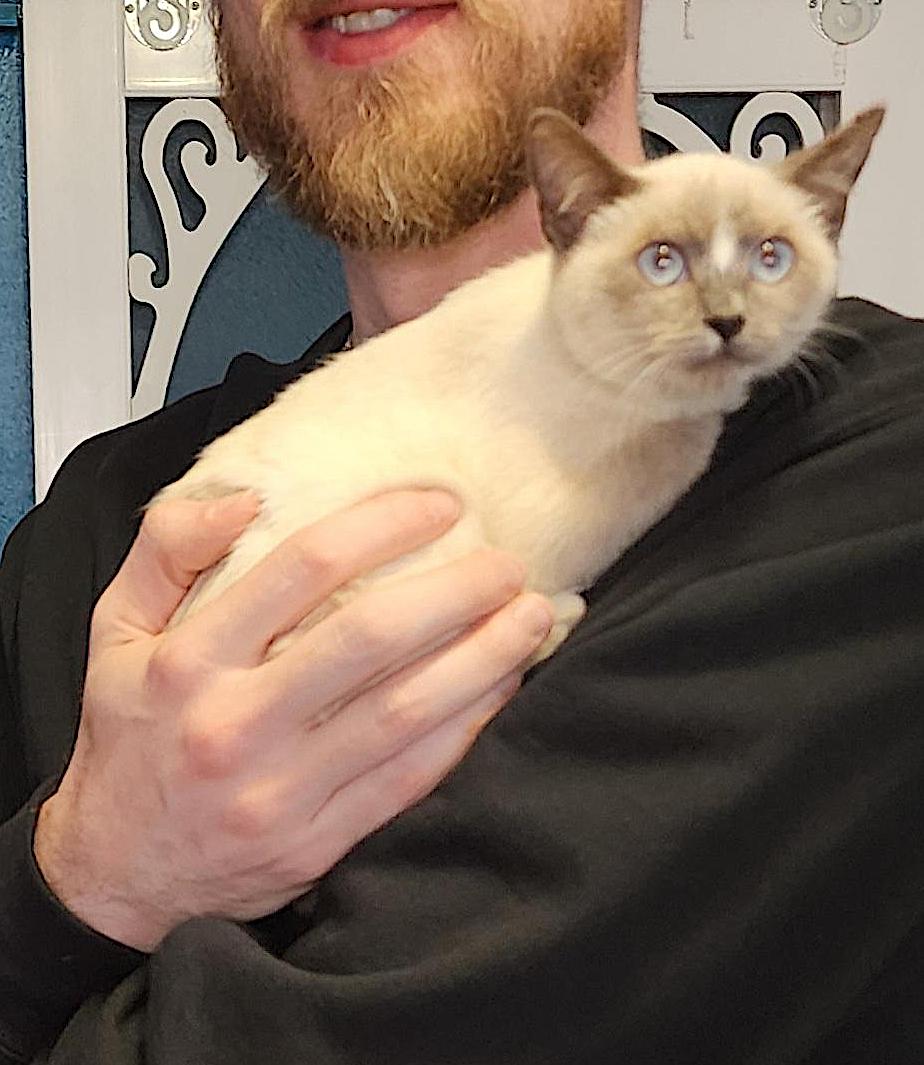 Enlarge Kai, an adopted Siamese in Houston, TX image 2/3