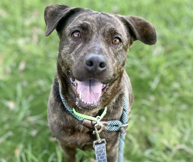 CHARLEY*, Adoptable, Adult Female Pit Bull Terrier.