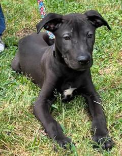 Davis, Adoptable, Puppy Male German Shepherd Dog.