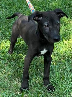 Davis, Adoptable, Puppy Male German Shepherd Dog.