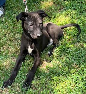 Davis, a Adoptable mixed breed in Bellaire, TX image 3/4