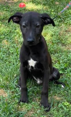 Davis, a Adoptable mixed breed in Bellaire, TX image 4/4