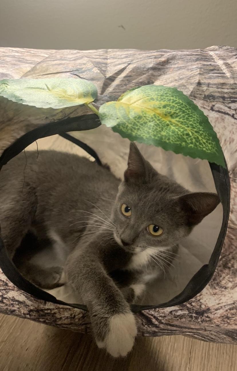 Pretty, Adoptable, Young Female Domestic Short Hair.