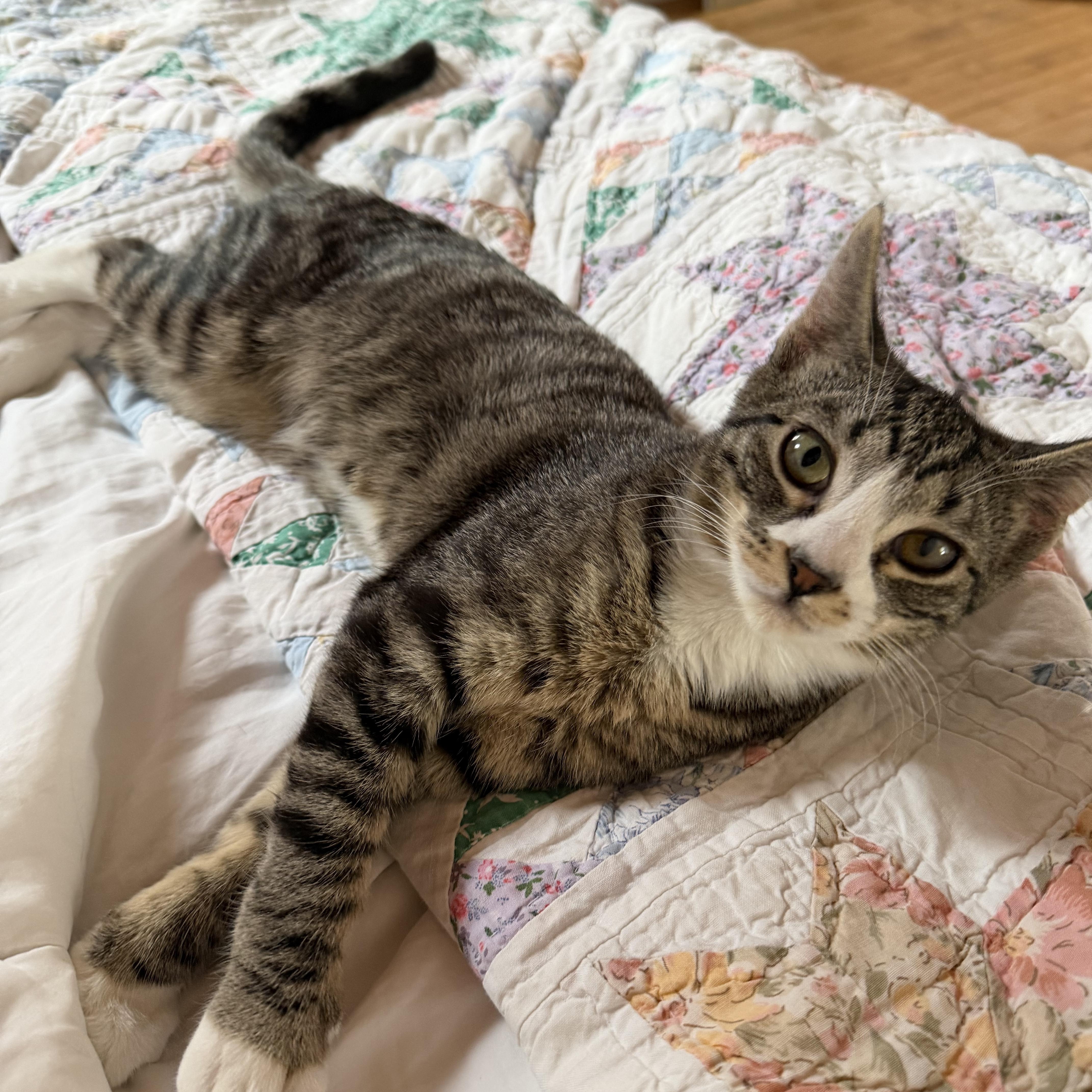Enlarge Trinket, a ADOPTABLE Tabby in Brick, NJ image 4/5