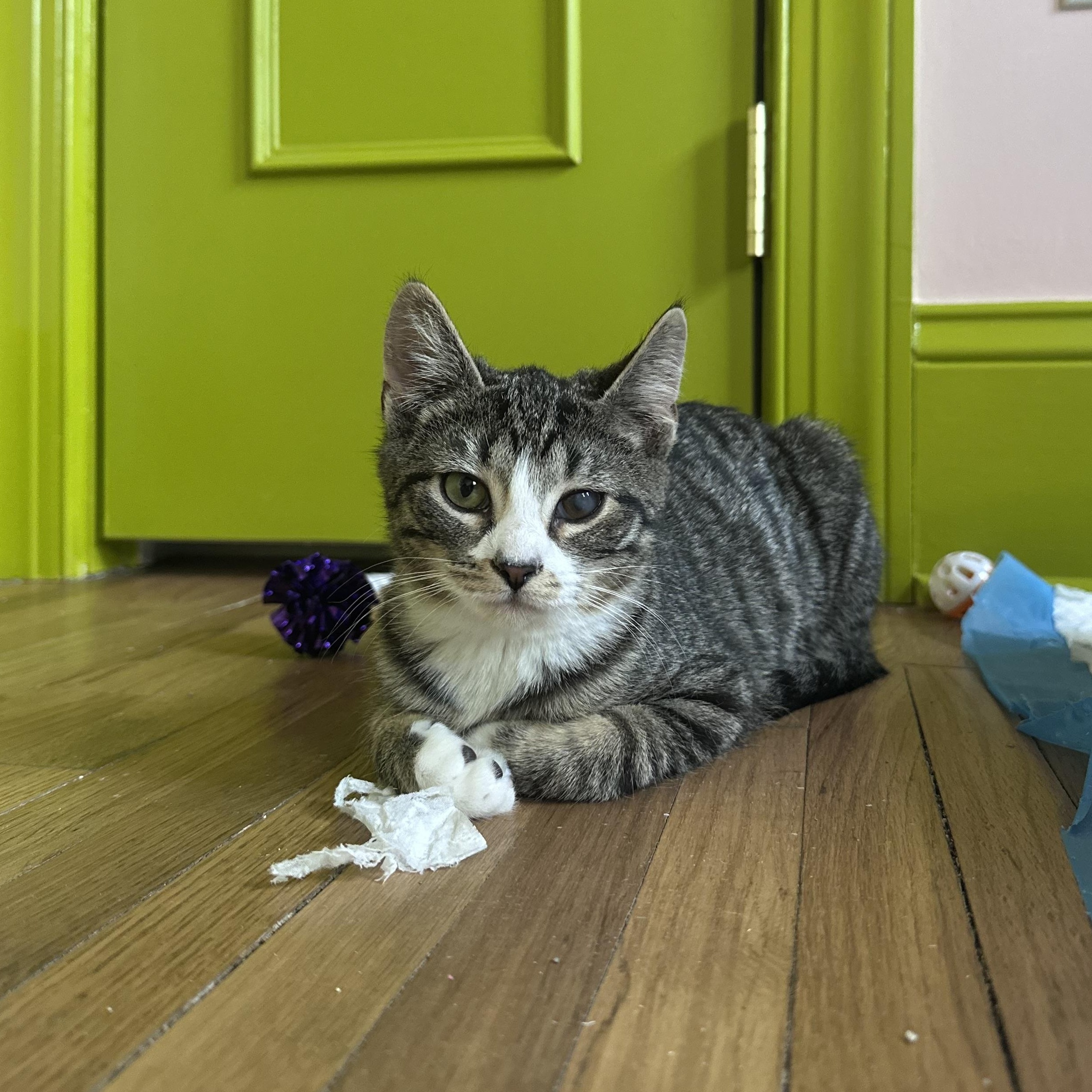 Trinket, ADOPTABLE, Kitten Female Tabby.