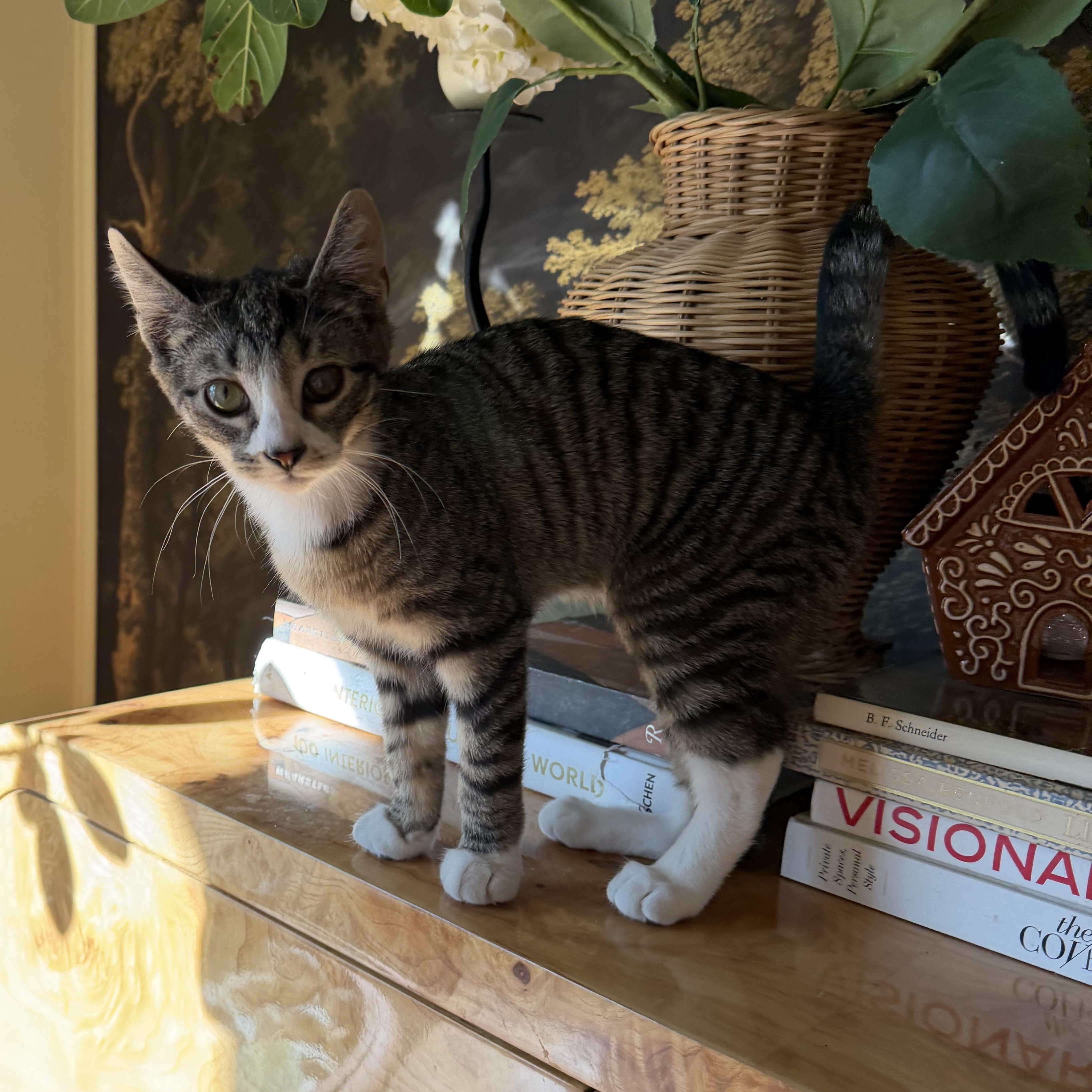 Trinket, ADOPTABLE, Kitten Female Tabby.