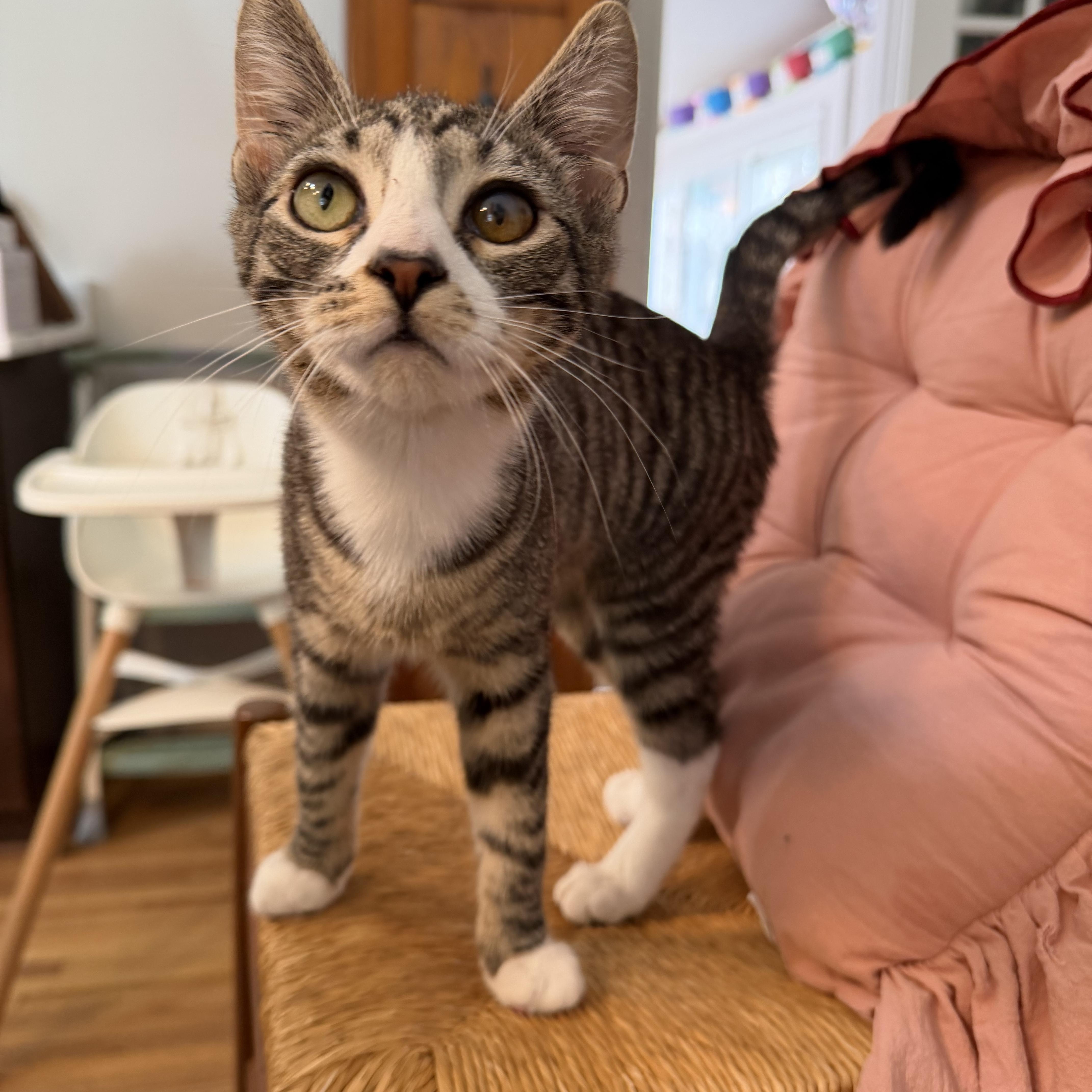 Enlarge Trinket, a ADOPTABLE Tabby in Brick, NJ image 3/5