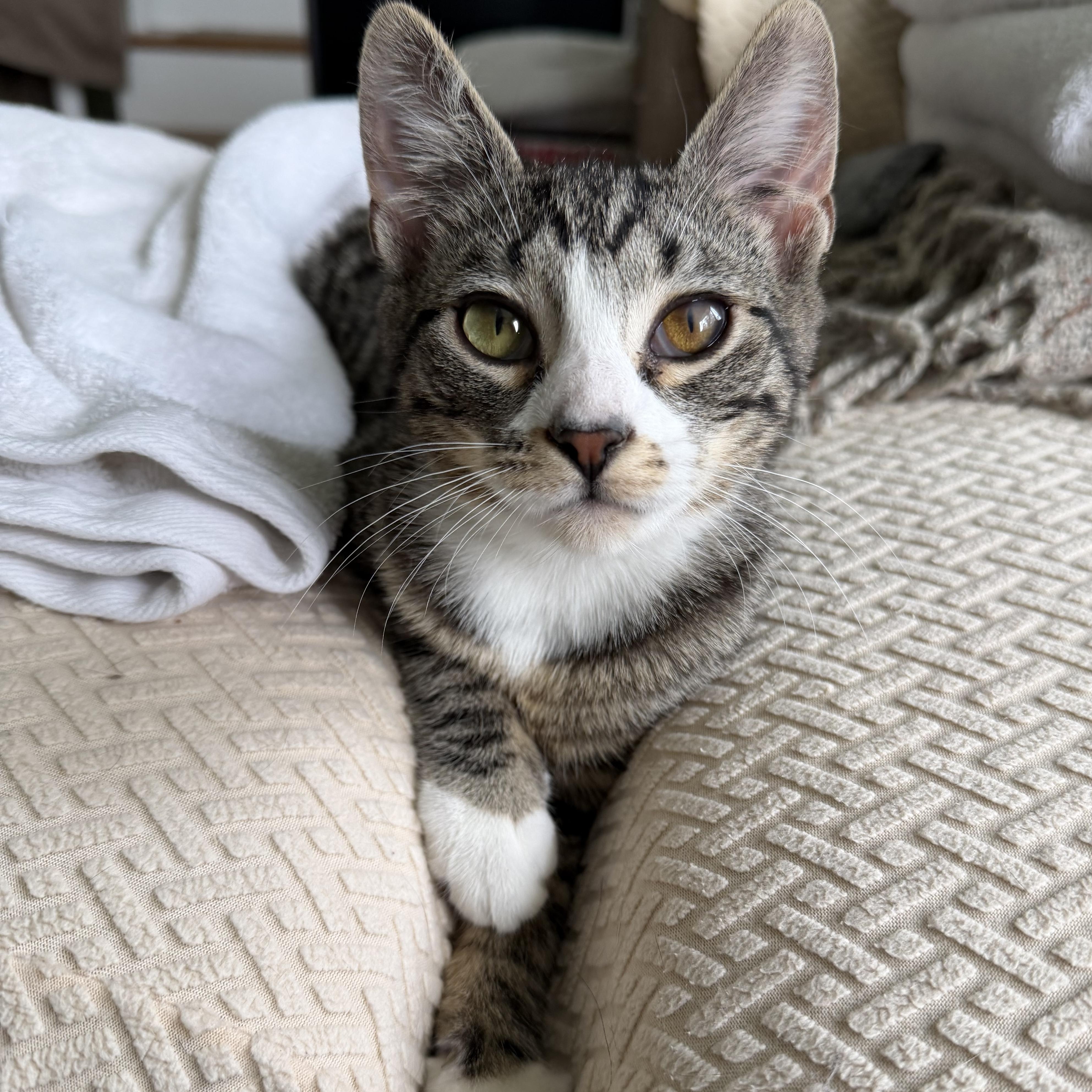 Enlarge Trinket, a ADOPTABLE Tabby in Brick, NJ image 5/5