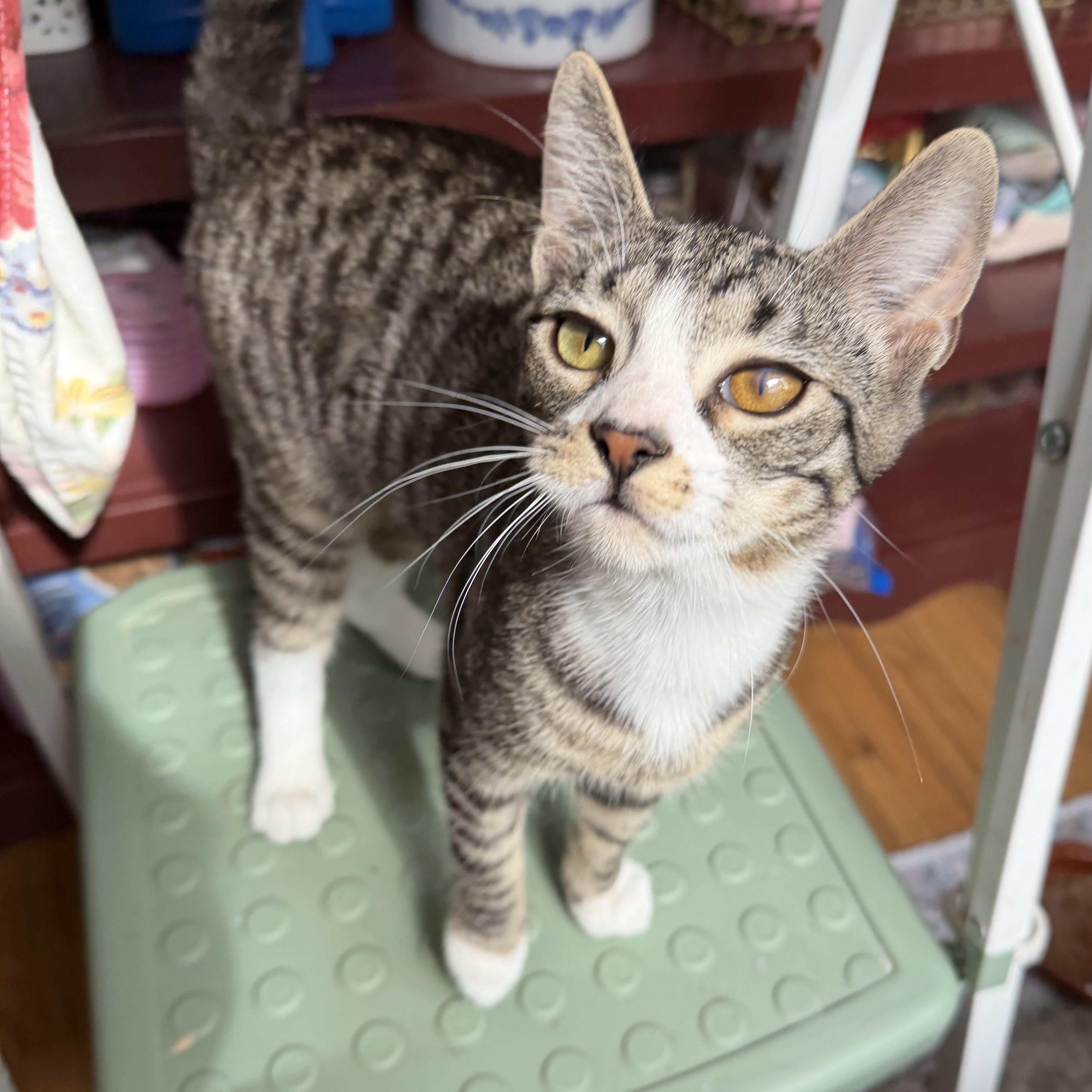 Enlarge Trinket, a ADOPTABLE Tabby in Brick, NJ image 1/5