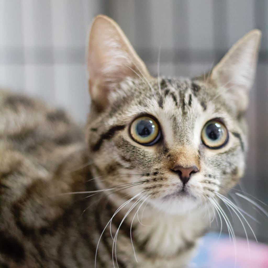 Judy Blume — thumbnail 5