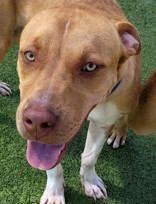 Enlarge Solar, a Adopted Mixed Breed in Commerce, TX image 2/5