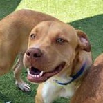 Solar, Adopted, Adult Male Mixed Breed.