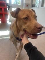 Enlarge Solar, a Adopted Mixed Breed in Commerce, TX image 5/5