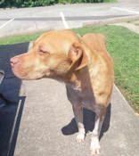 Enlarge Solar, a Adopted Mixed Breed in Commerce, TX image 3/5