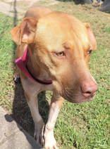 Enlarge Solar, a Adopted Mixed Breed in Commerce, TX image 4/5