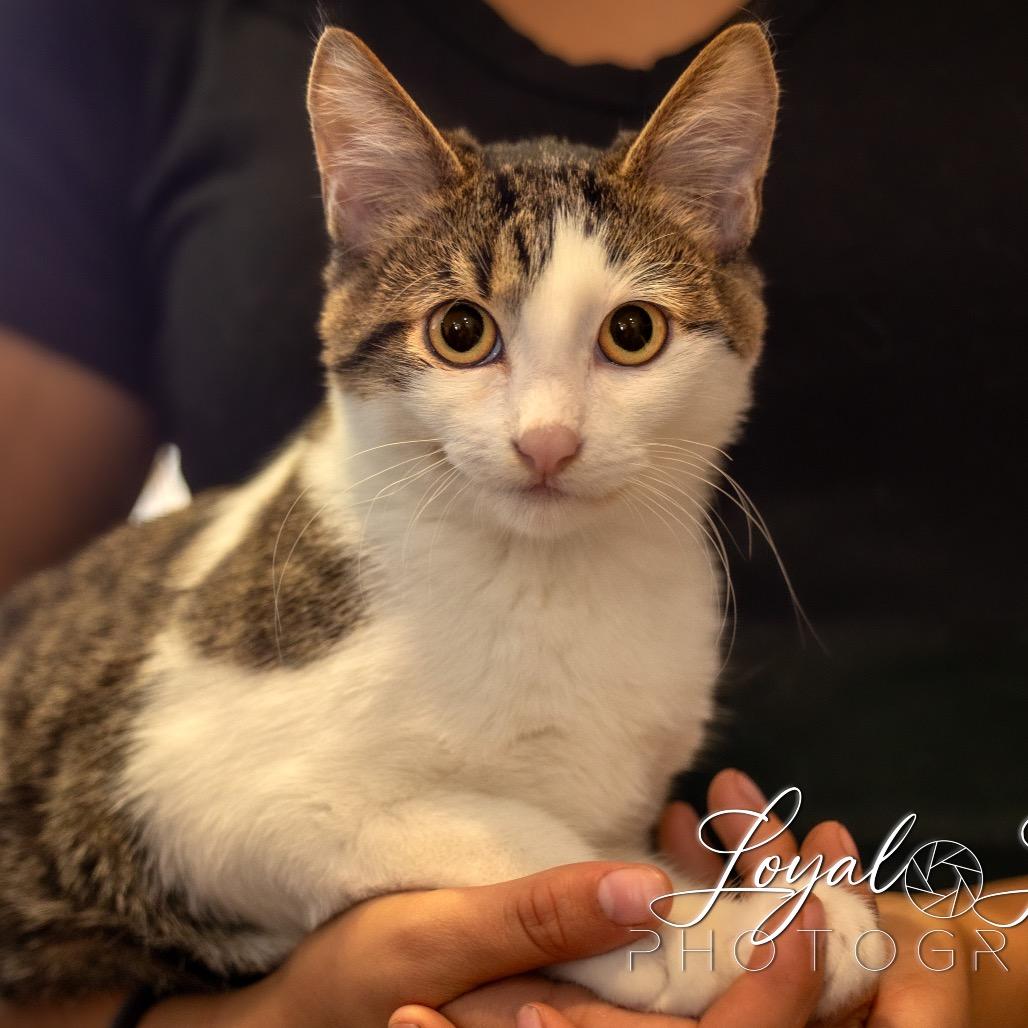 Alfalfa, Adoptable, Young Male Domestic Short Hair.