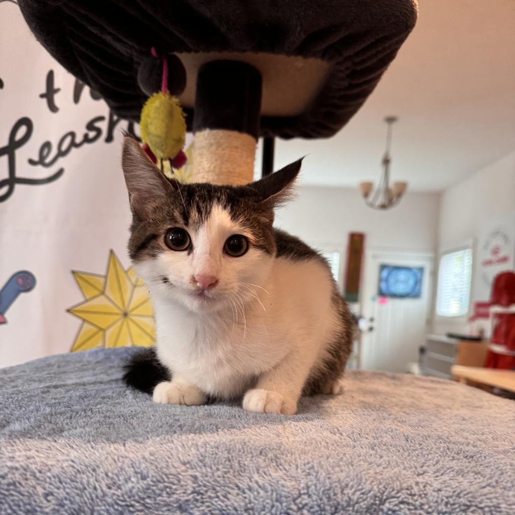 Enlarge Alfalfa, a Adoptable Domestic Short Hair in San Antonio, TX image 2/6