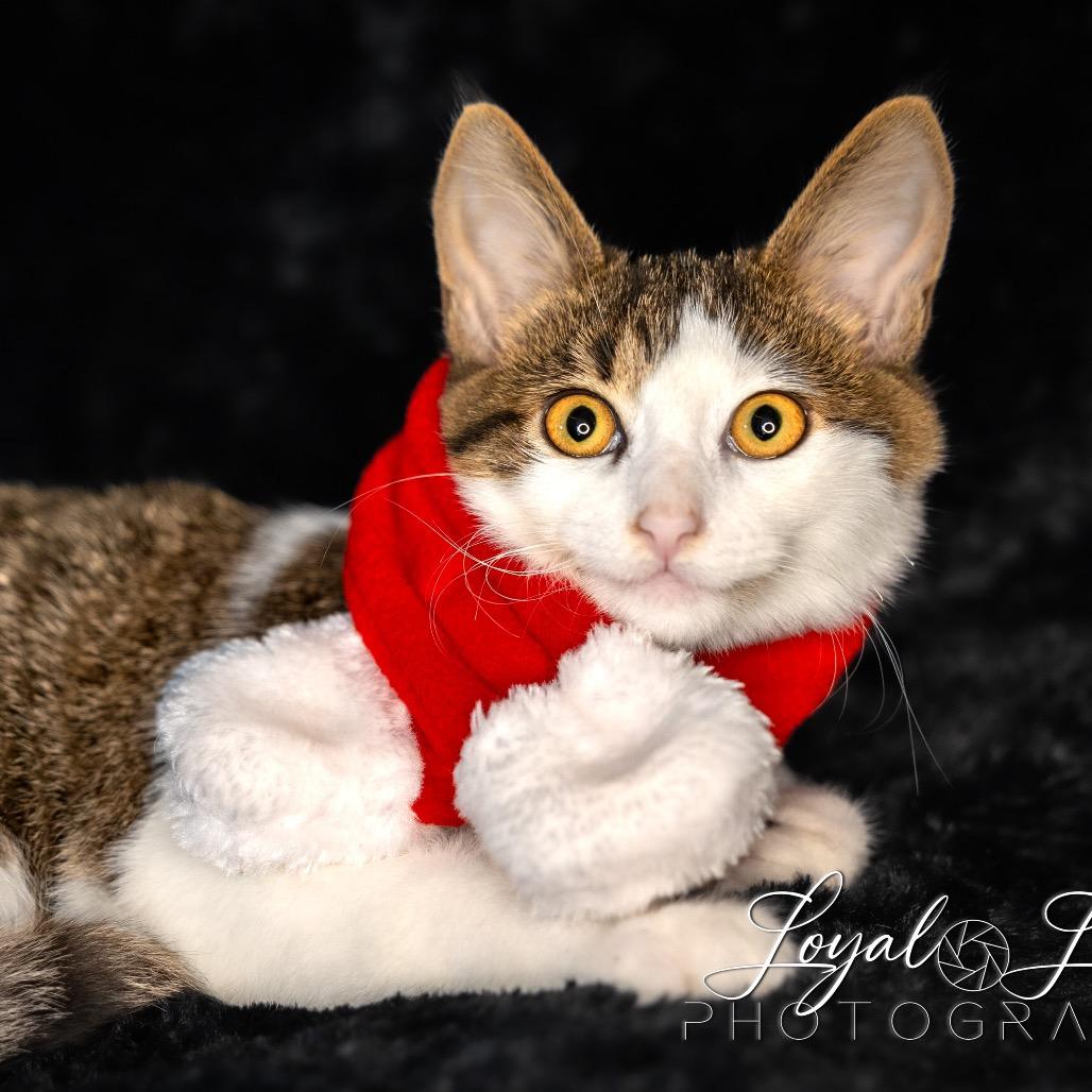 Enlarge Alfalfa, a Adoptable Domestic Short Hair in San Antonio, TX image 4/6