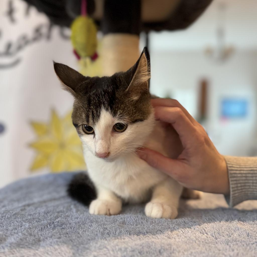 Enlarge Alfalfa, a Adoptable Domestic Short Hair in San Antonio, TX image 6/6