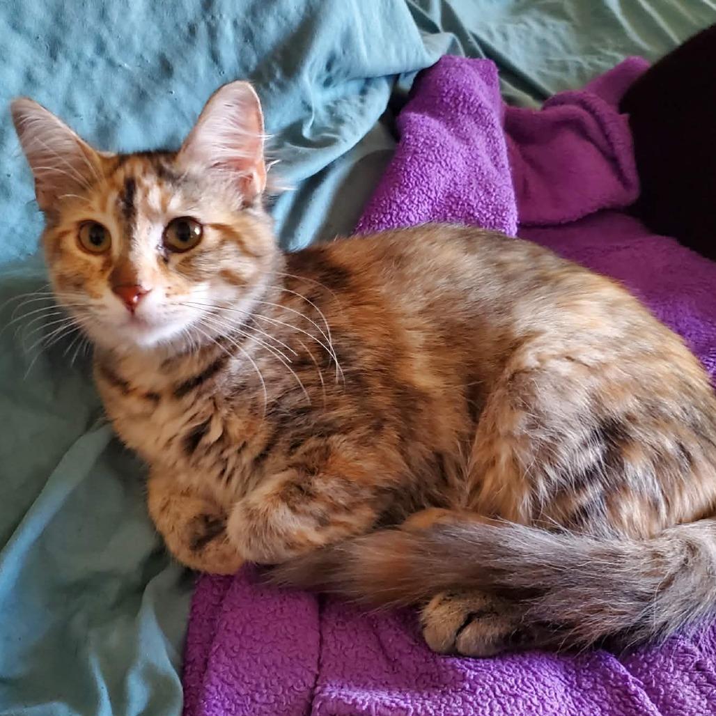 Nellie Angel, Adoptable, Kitten Female Domestic Short Hair.
