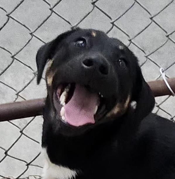 Keno Terrific — thumbnail 2