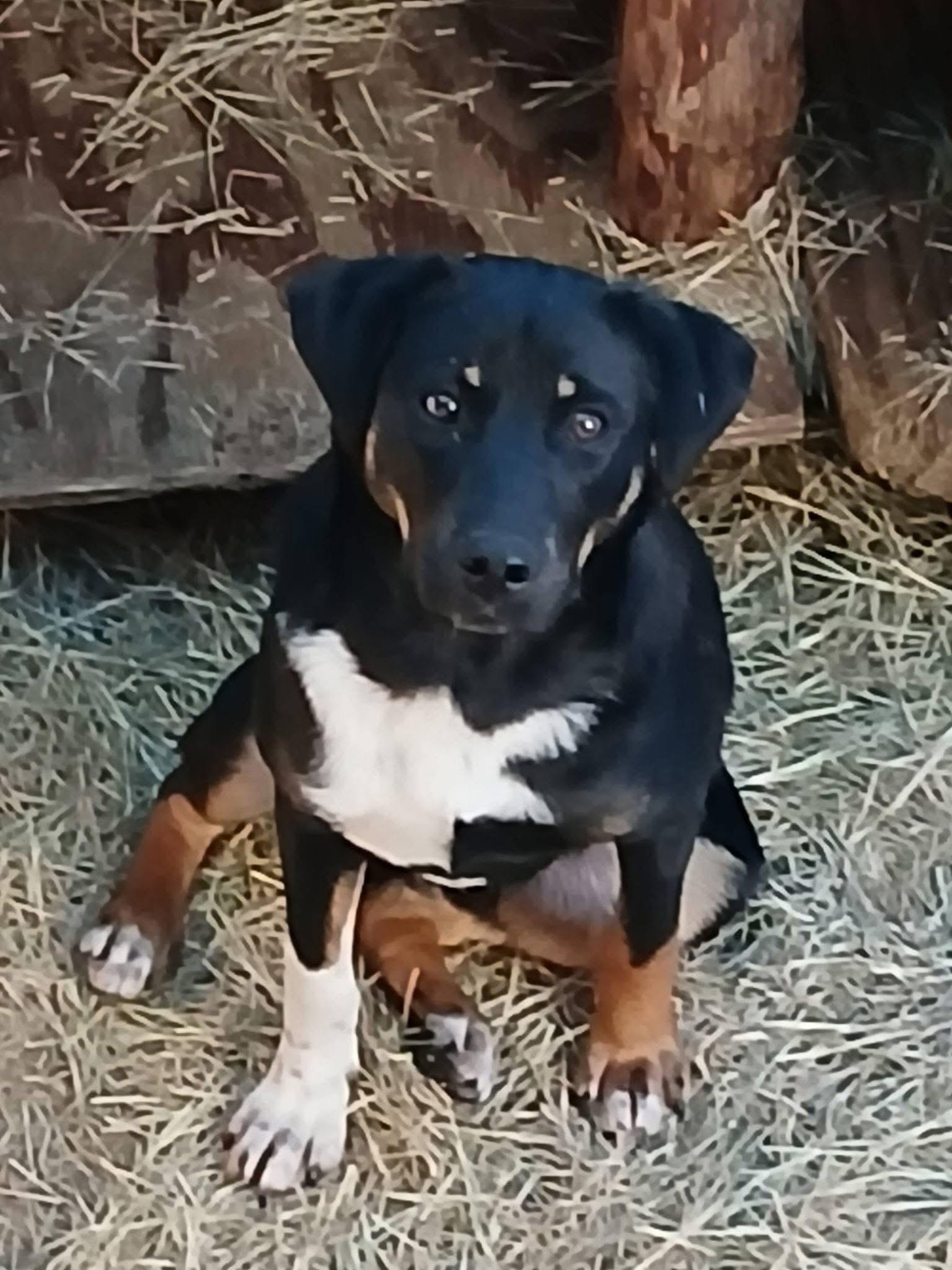 Keno Terrific — thumbnail 3