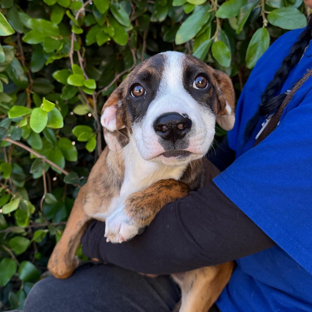 Lucas, Adoptable, Puppy Male Boxer & Terrier.