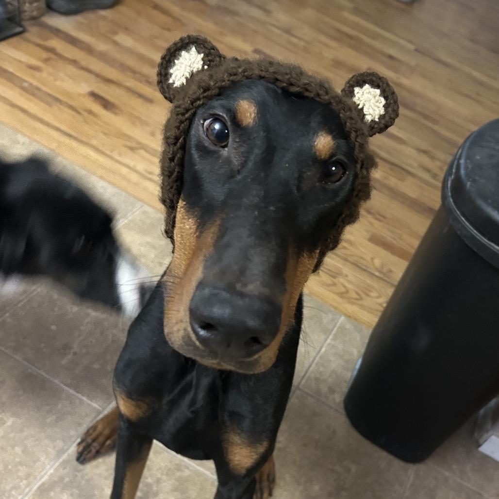 R, Adoptable, Adult Male Doberman Pinscher.