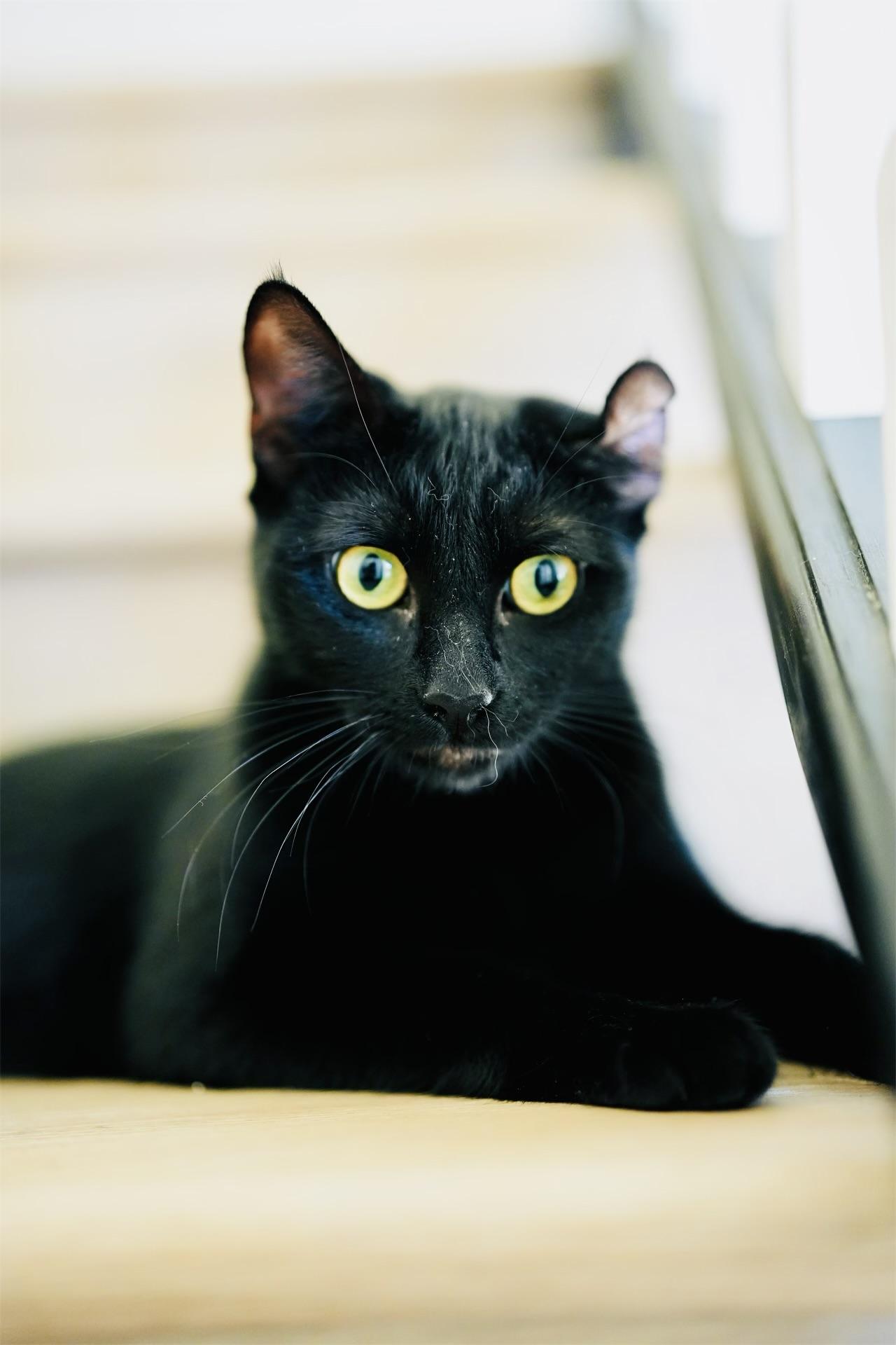 Enlarge Jiji, an adopted mixed breed in Toluca Lake, CA image 3/5