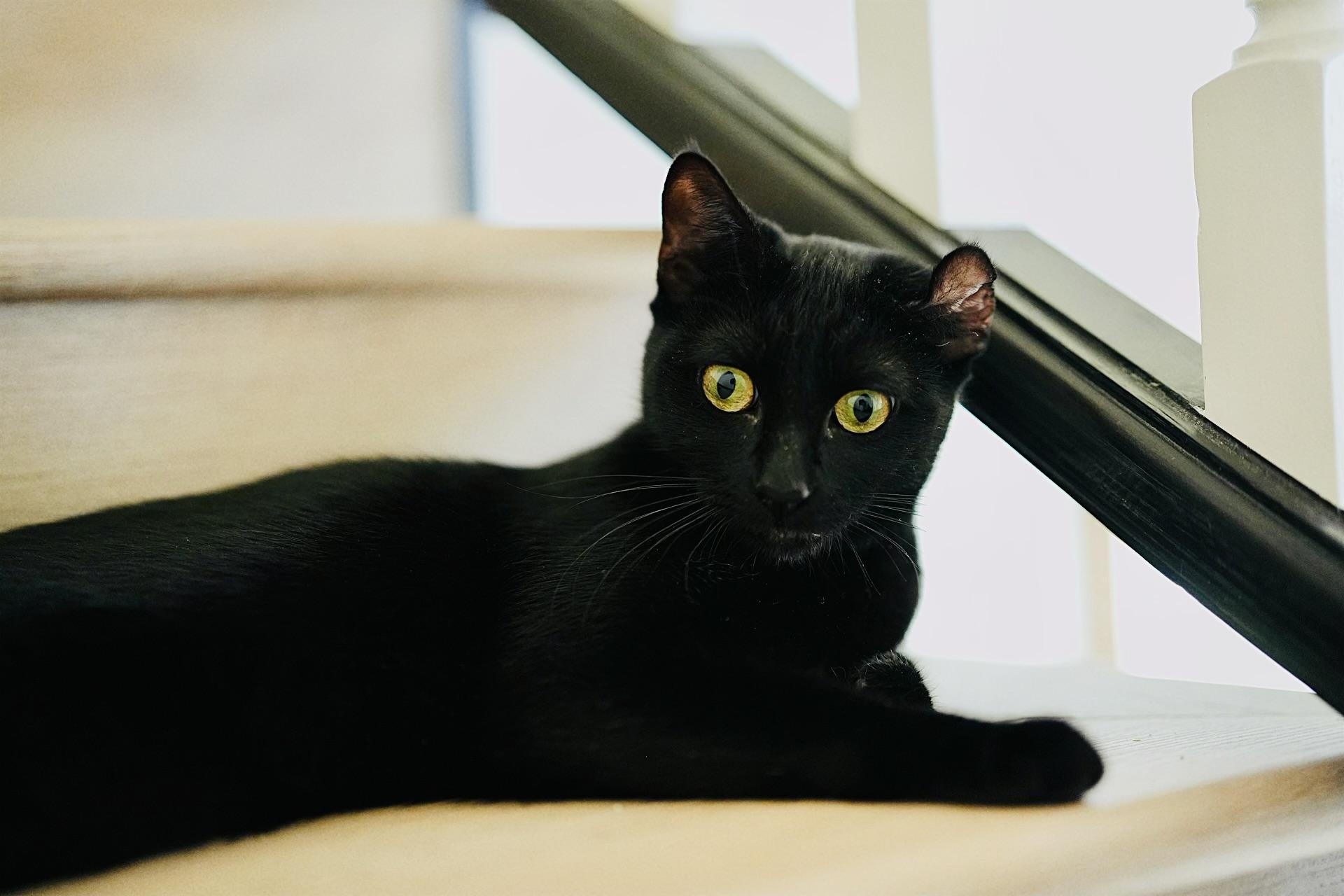 Enlarge Jiji, an adopted mixed breed in Toluca Lake, CA image 4/5