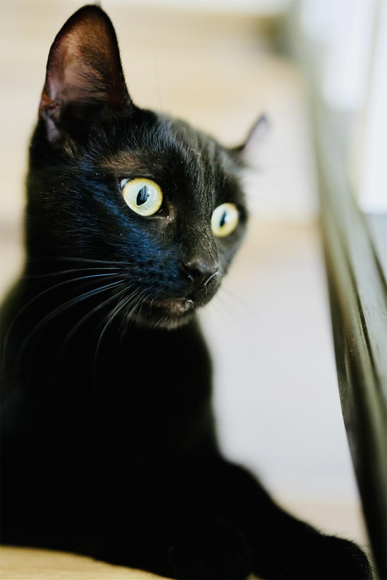 Enlarge Jiji, an adopted mixed breed in Toluca Lake, CA image 1/5