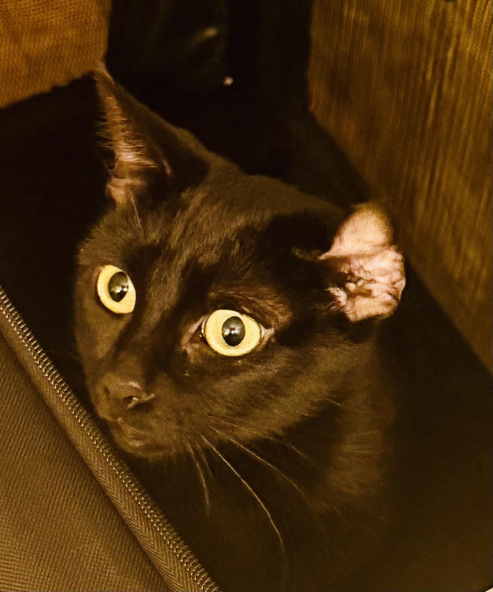 Enlarge Jiji, an adopted mixed breed in Toluca Lake, CA image 5/5