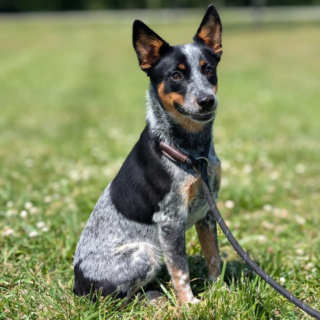 Enlarge Nova, a Adoptable Australian Cattle Dog / Blue Heeler in Winchester, TN image 1/1