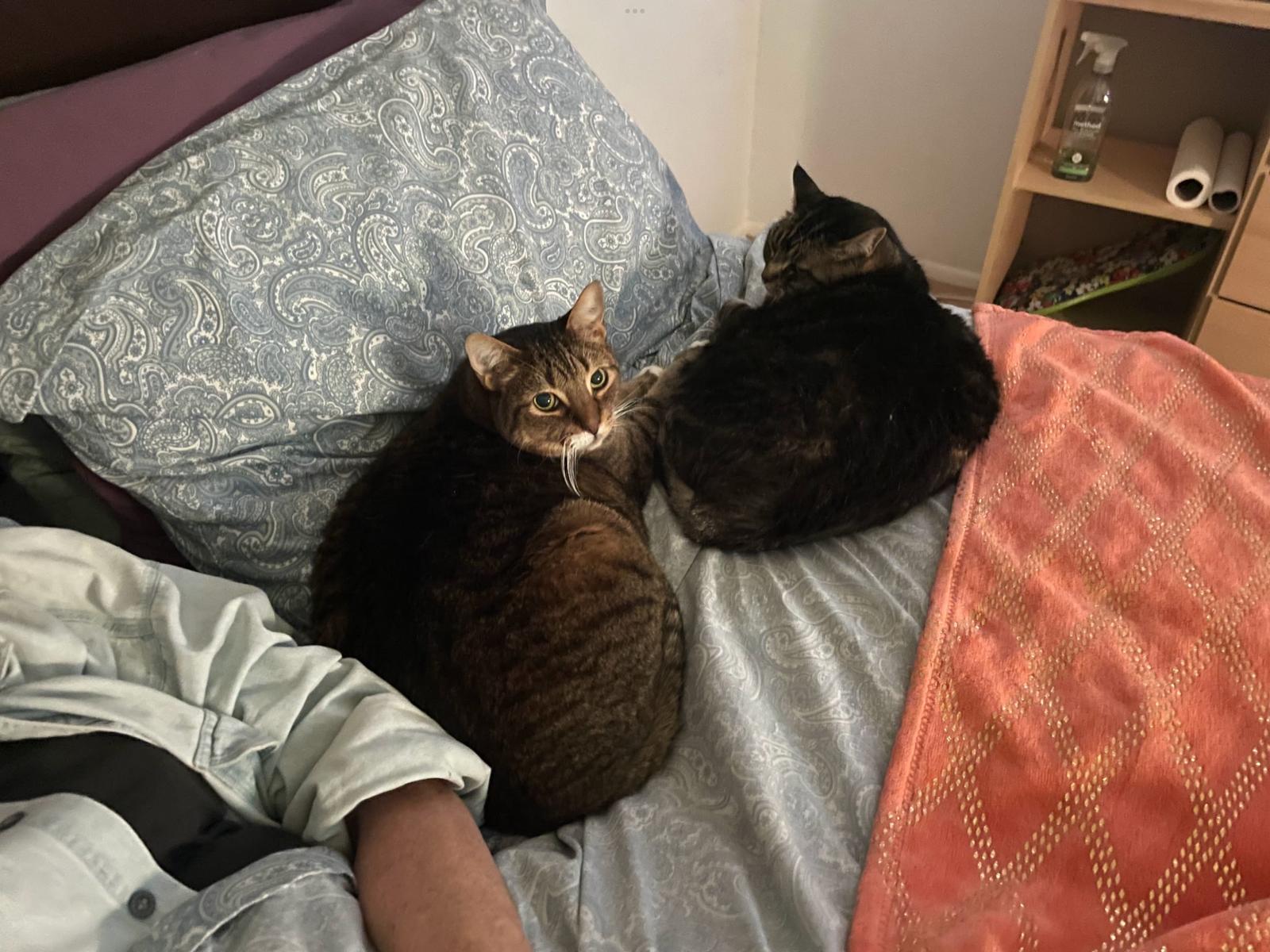 Enlarge zz - Lola and Tiger (girl and boy), a Adoptable Domestic Short Hair in West Palm Beach, FL image 1/1