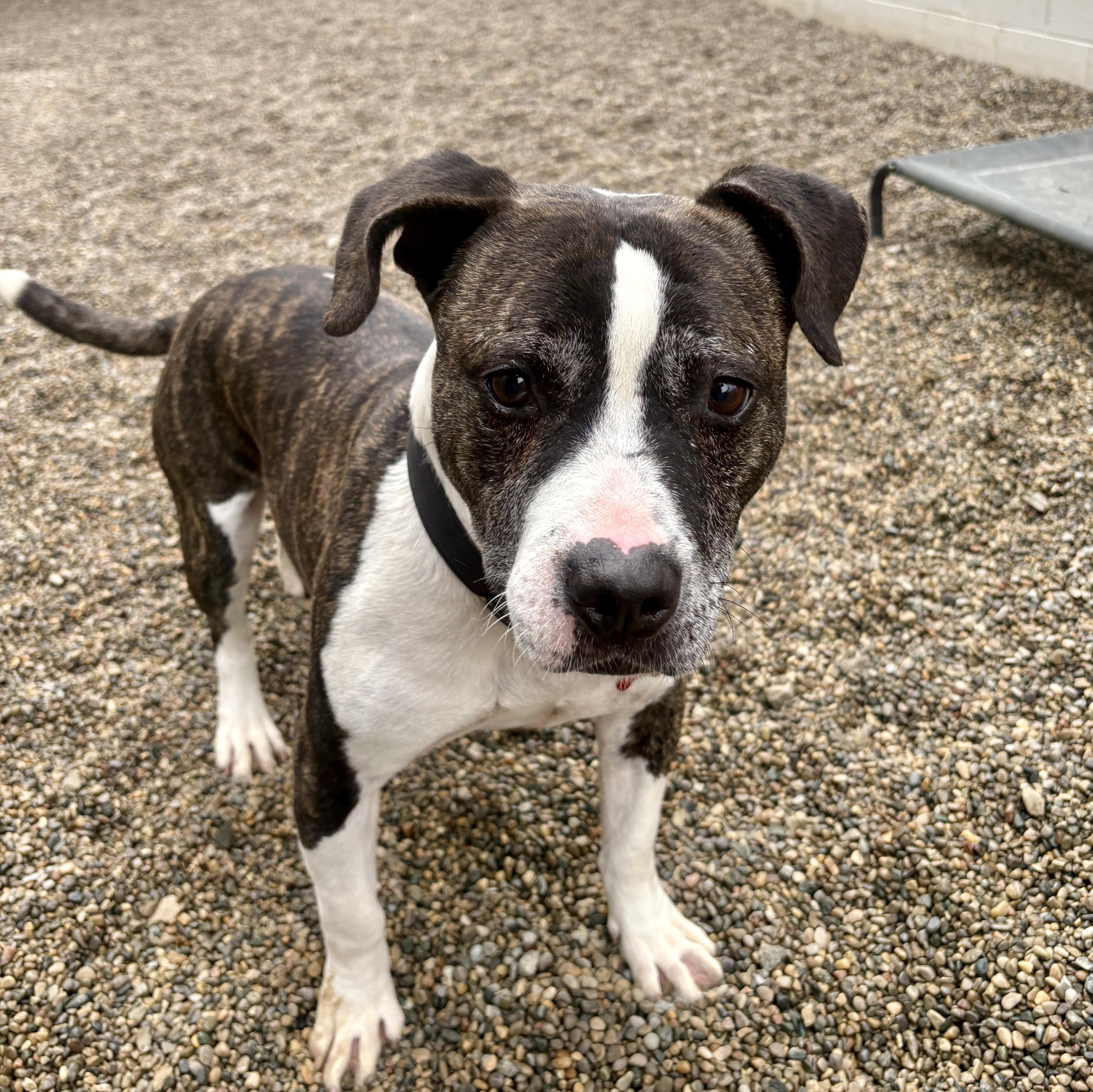 Enlarge Buddy, a Adoptable mixed breed in Detroit, MI image 5/5