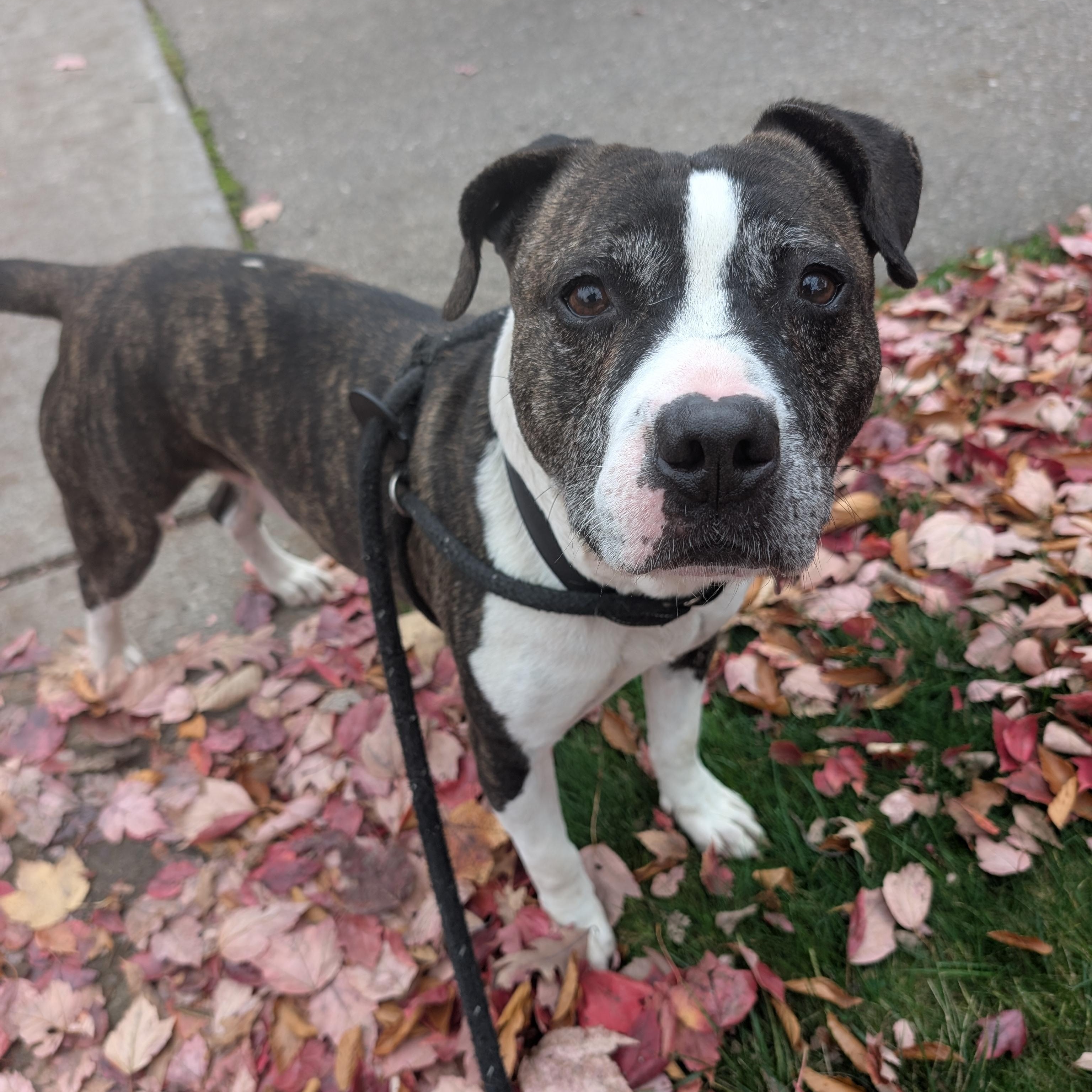 Buddy, Adoptable, Adult Male Mixed Breed & American Staffordshire Terrier.