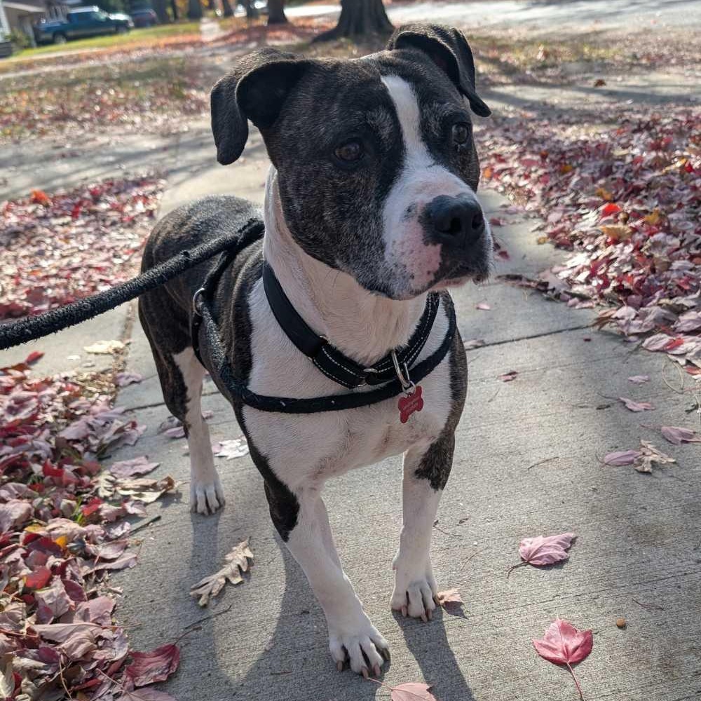 Enlarge Buddy, a Adoptable mixed breed in Detroit, MI image 2/5