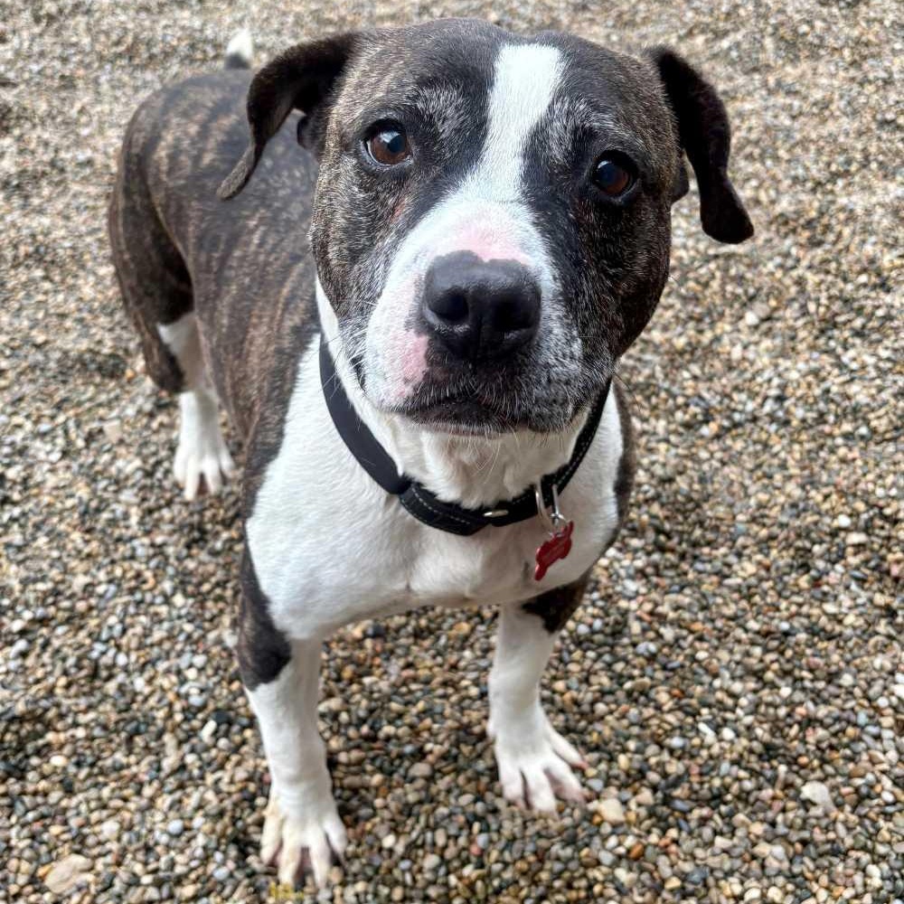 Enlarge Buddy, a Adoptable mixed breed in Detroit, MI image 3/5