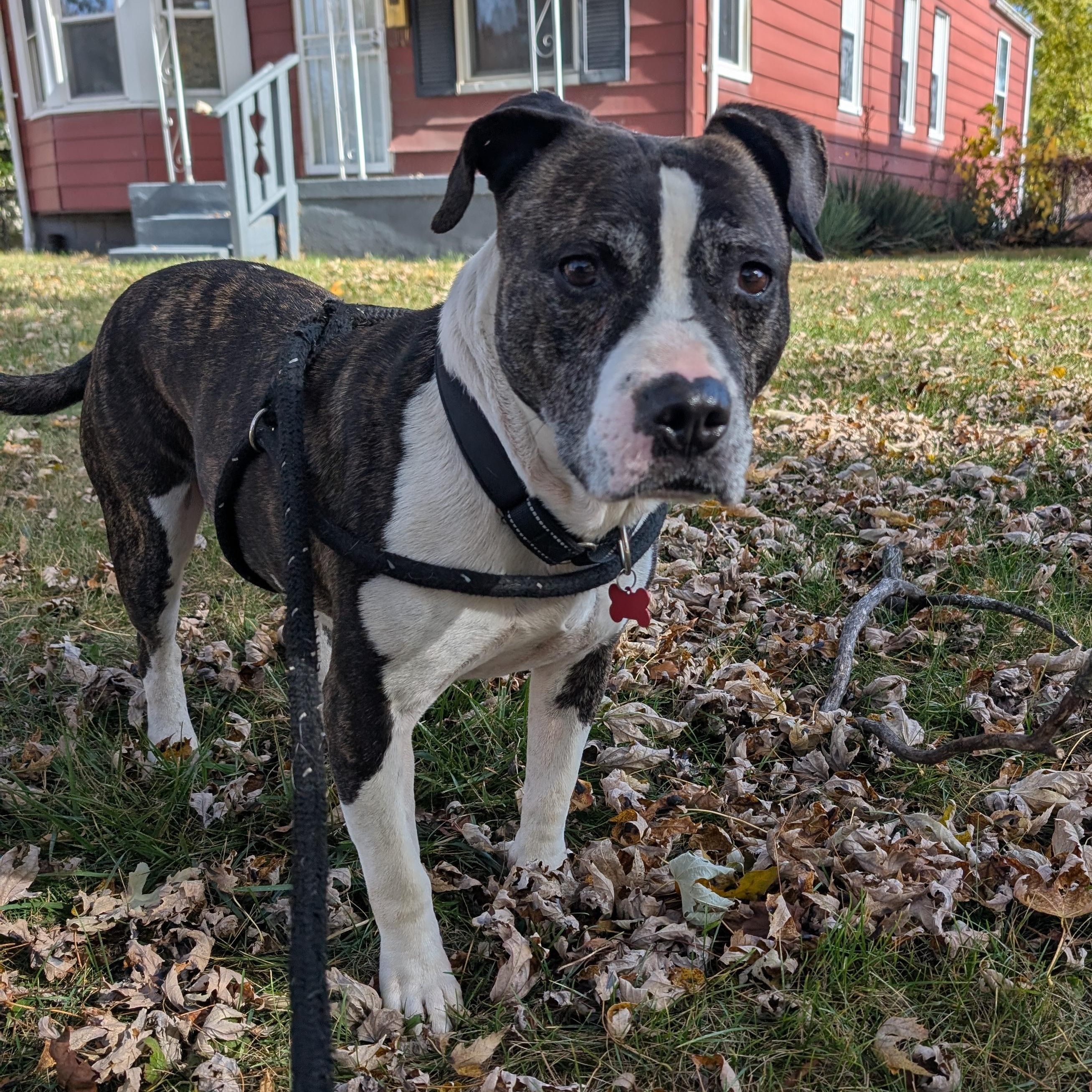 Enlarge Buddy, a Adoptable mixed breed in Detroit, MI image 4/5