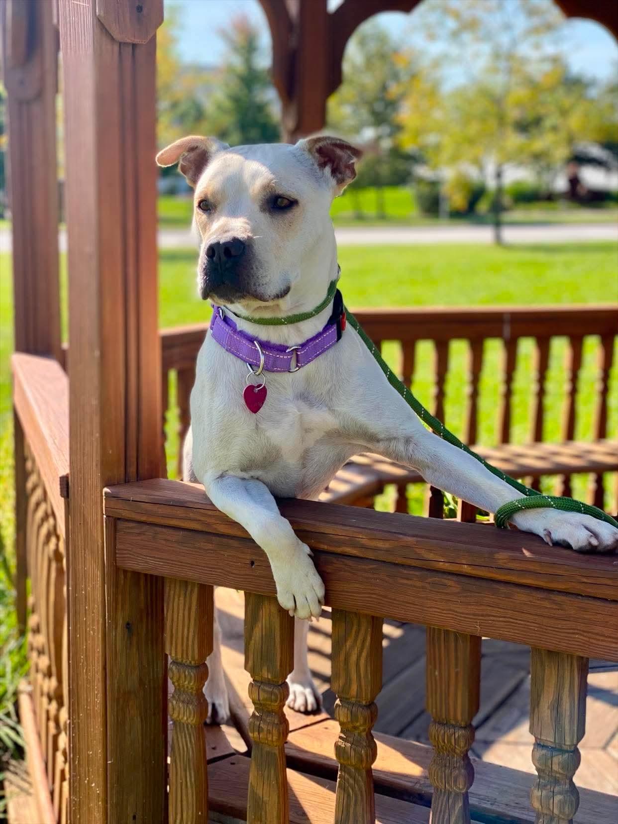 Enlarge Ivy, a Adoptable mixed breed in Munster, IN image 4/5