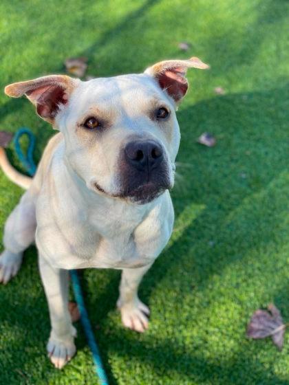 Enlarge Ivy, a Adoptable mixed breed in Munster, IN image 2/5