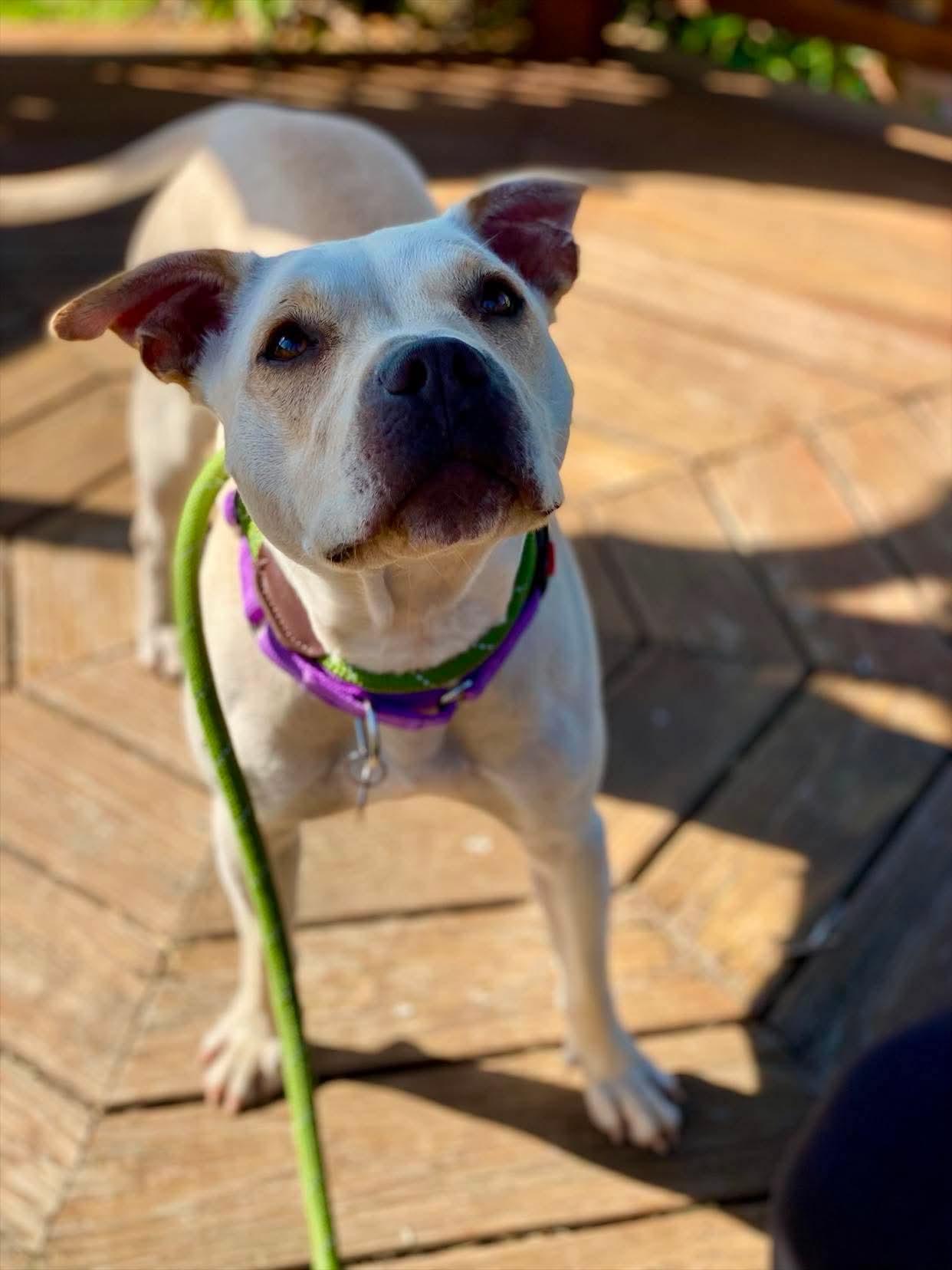 Enlarge Ivy, a Adoptable mixed breed in Munster, IN image 5/5